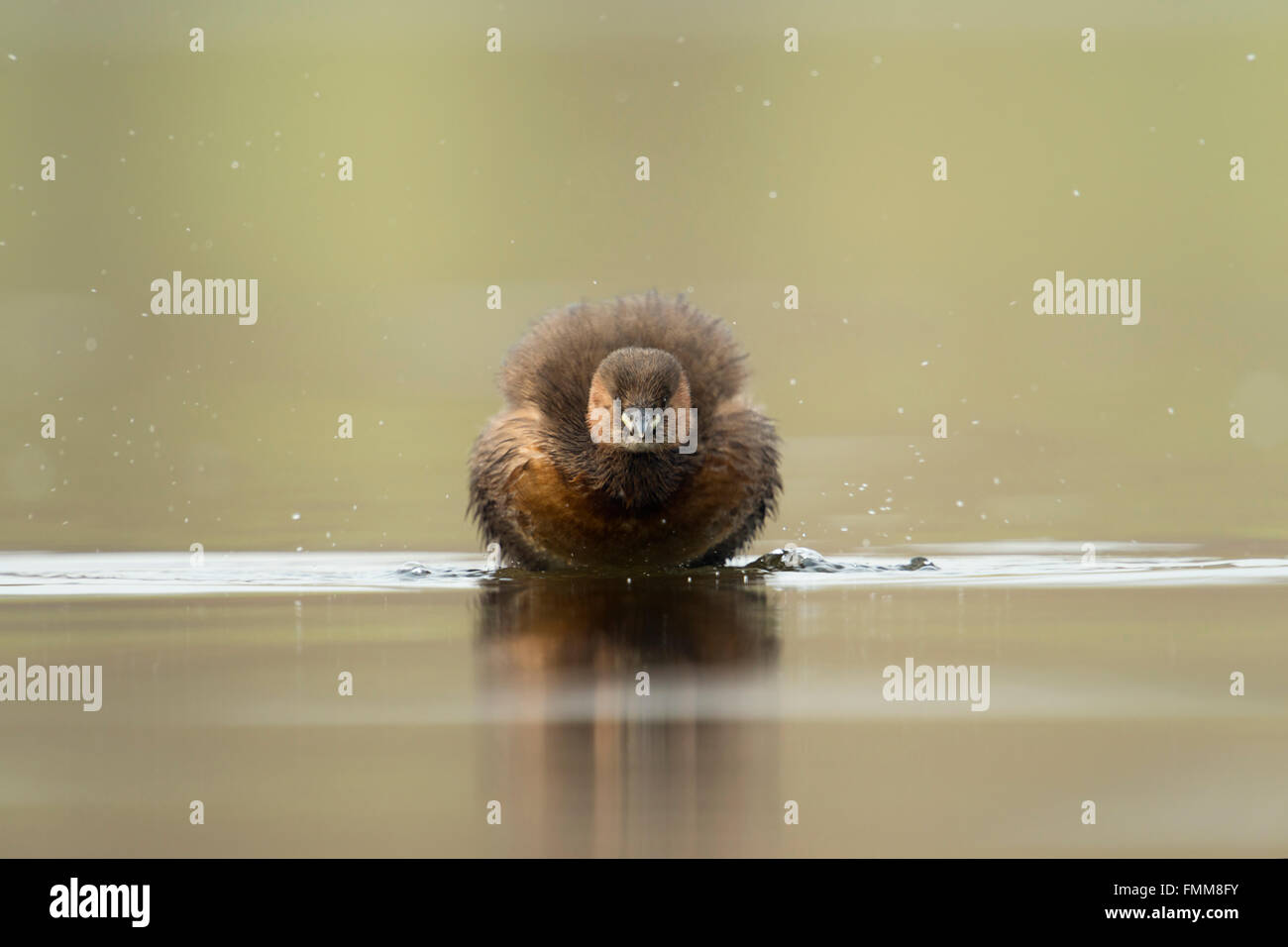 Little Grebe / Zwergtaucher ( Tachybaptus ruficollis ), adult in breeding dress, funny frontal view, shaking off its feathers. Stock Photo