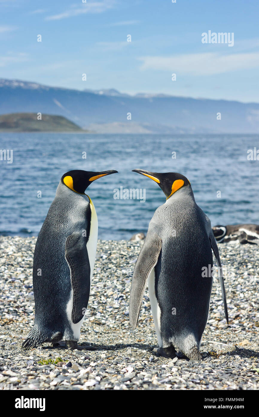 two king pinguins near sea Stock Photo