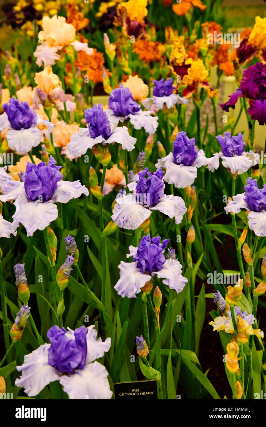 Claire austin perennials garden hires stock photography and images Alamy