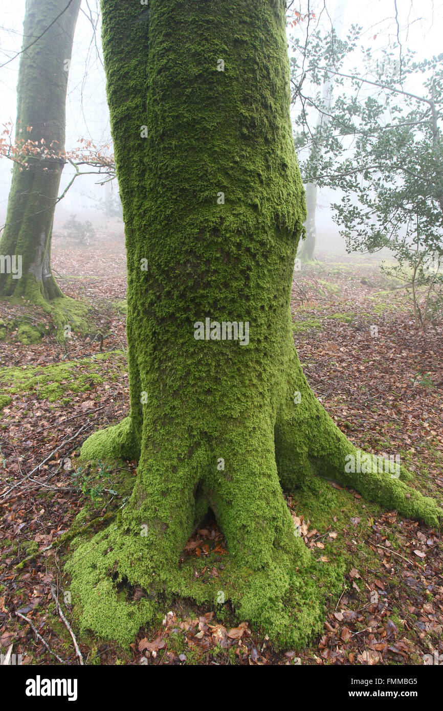 Carpet Moss In The Deciduous Forest
