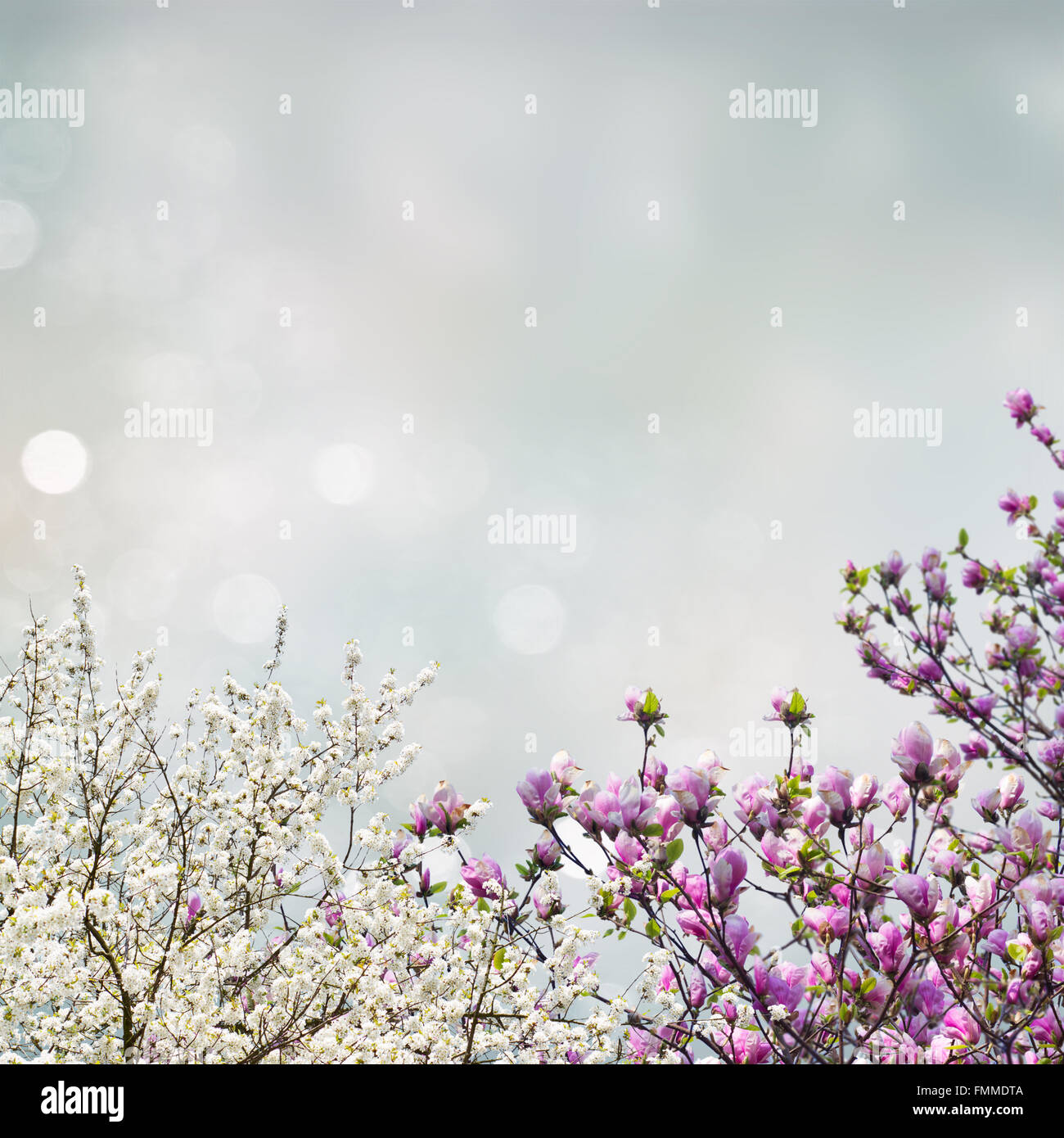 Blooming magnolia tree Stock Photo - Alamy
