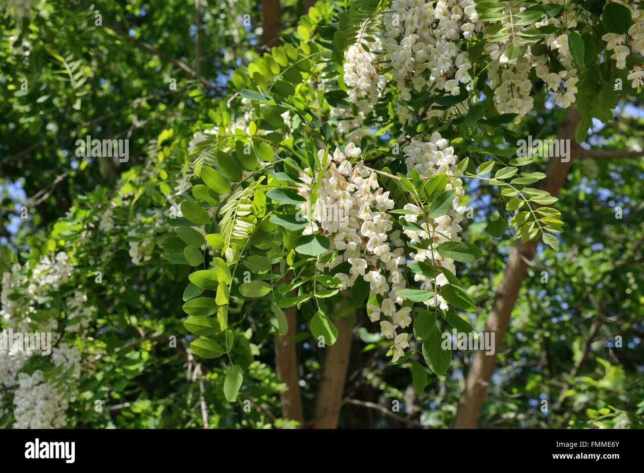Tree Of Acacia With White Flowers In Sunny Day Stock Photo Alamy