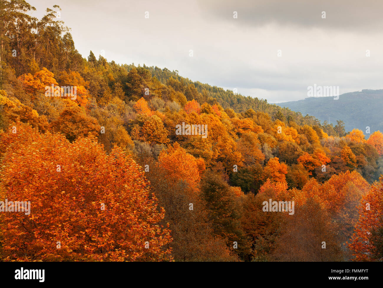 Mountain autumn landscape with colorful forest Stock Photo - Alamy
