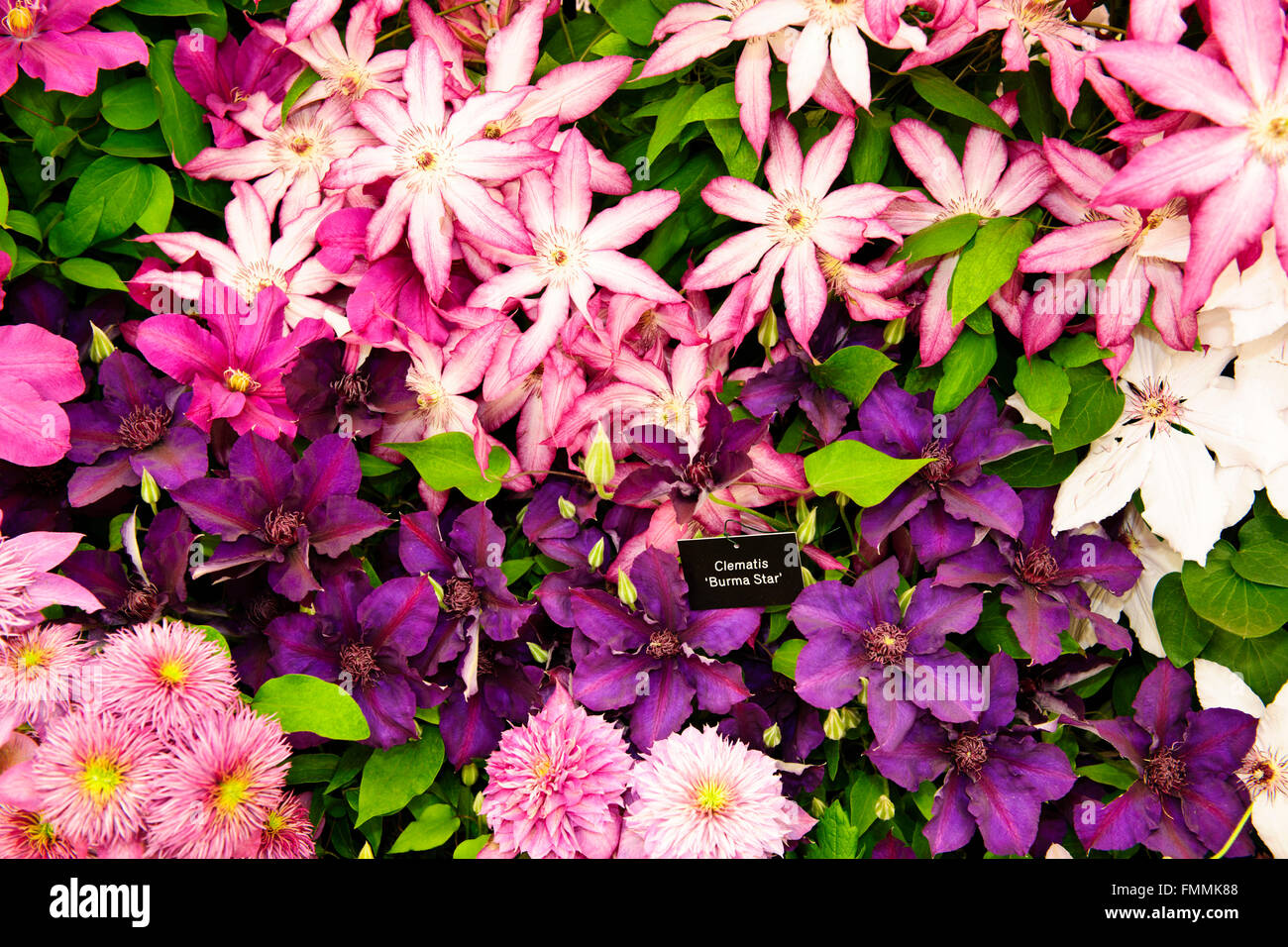 Thornycroft Clematis,Very Popular Five day Calendar Event,The Queen attends,draws huge Crowds