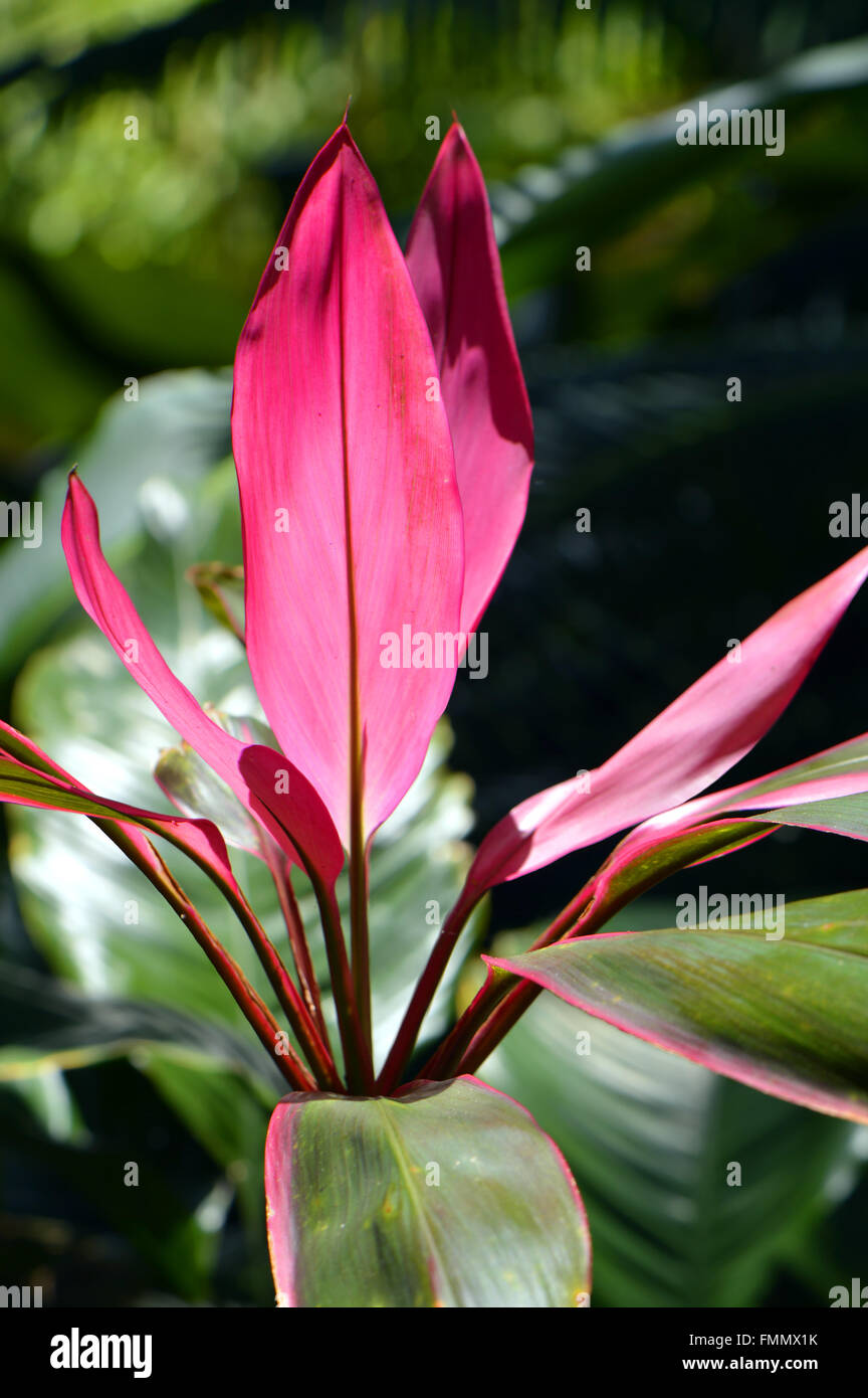Hawaiian Ti Plant Latin name Cordyline terminalis Stock Photo