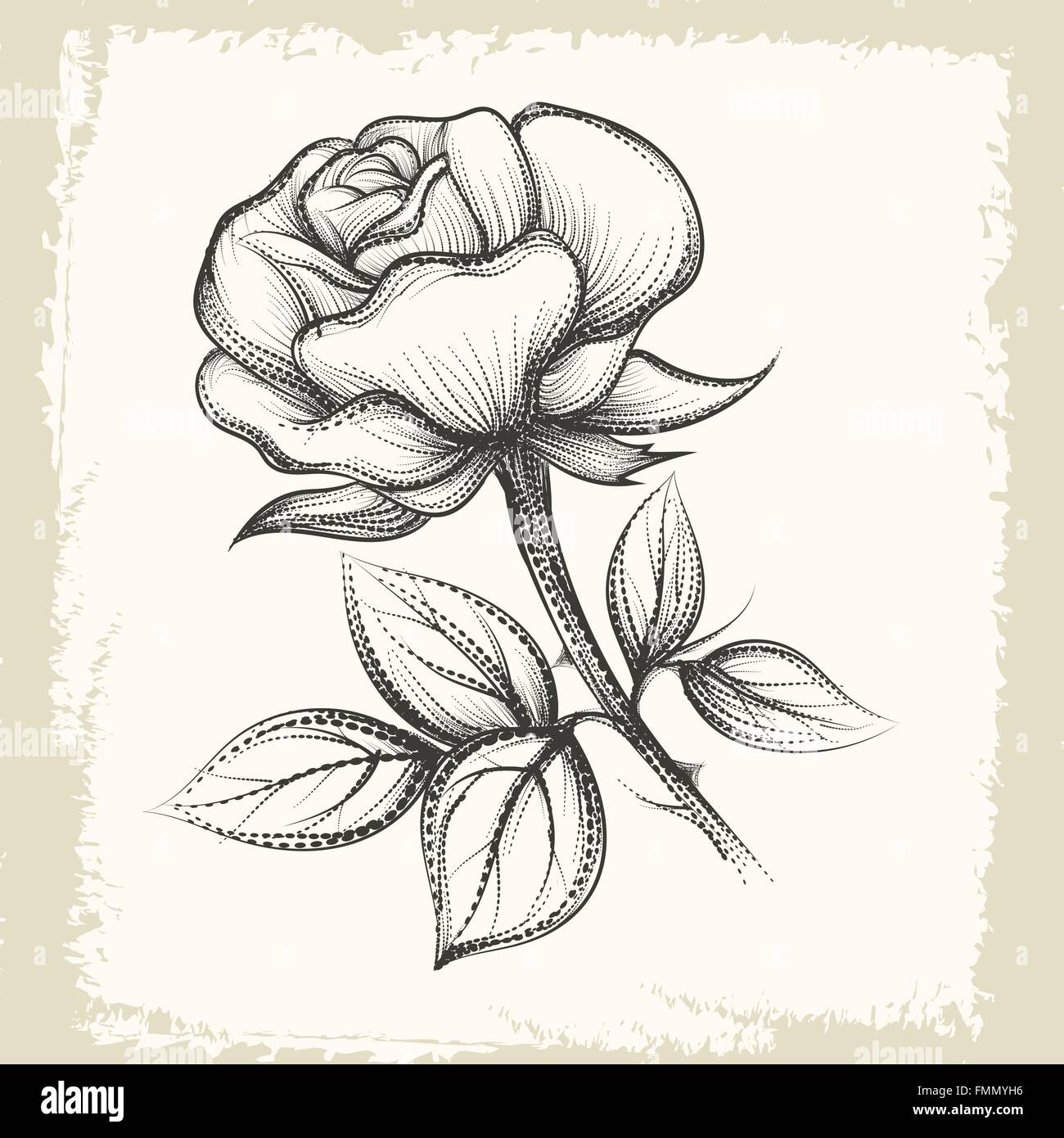 Hand drawn Rose Flower on grunge paper background. Illustration in vintage  sketch style Stock Vector Image & Art - Alamy