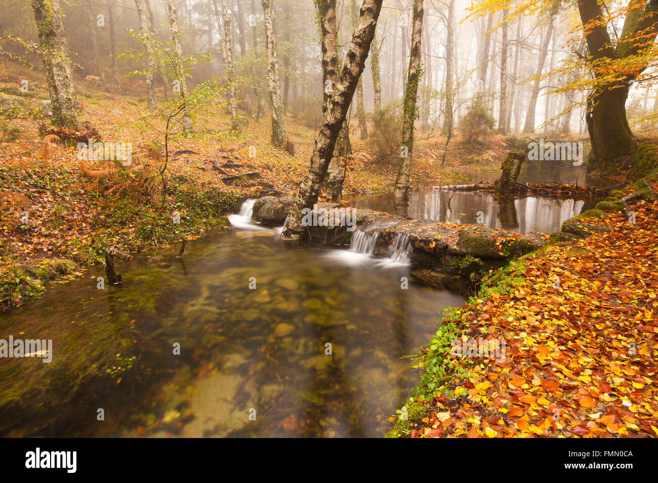 Autumn landscape with trees and river at the forest Stock Photo - Alamy