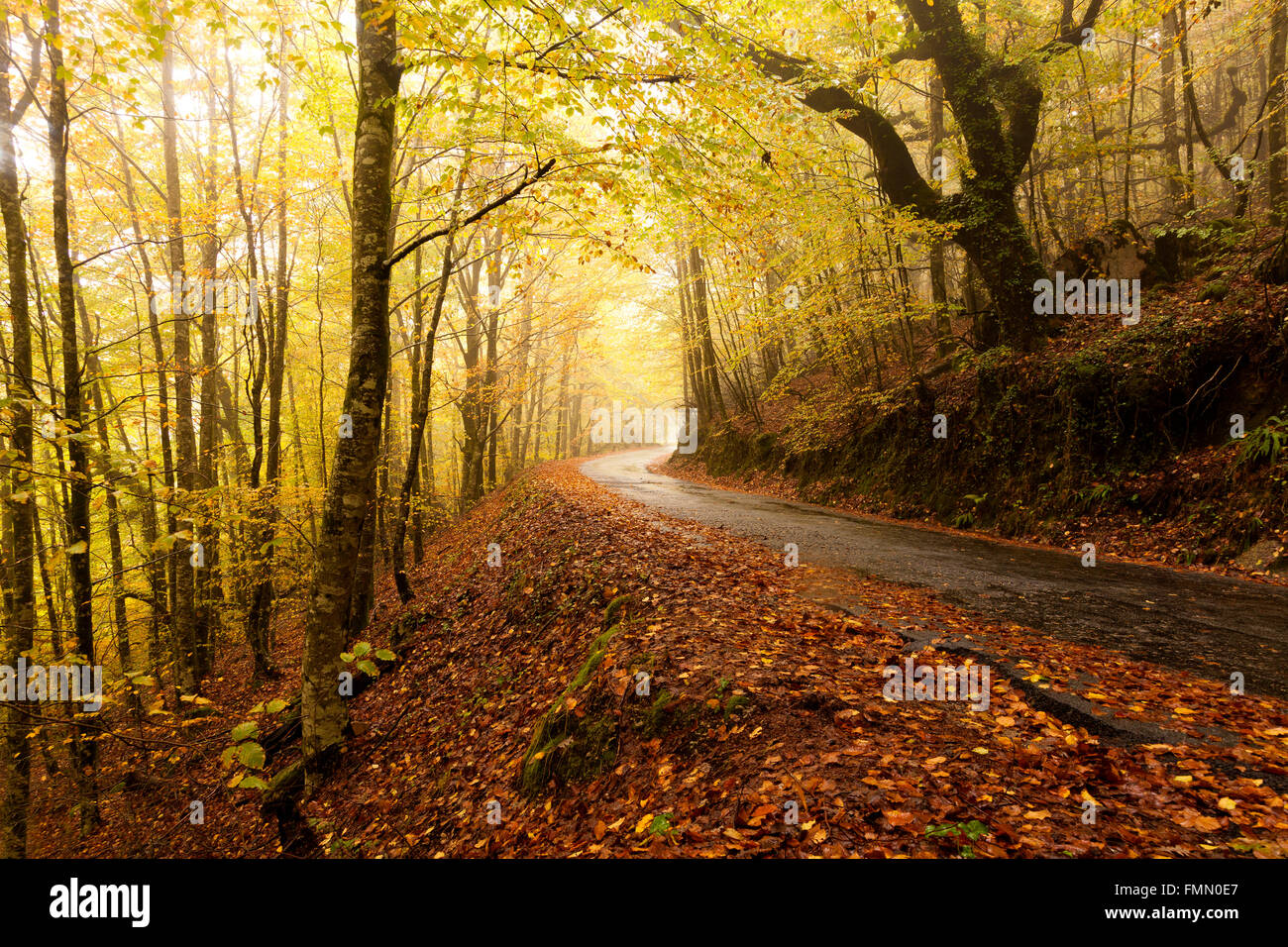 Autumn landscape at the forest Stock Photo - Alamy