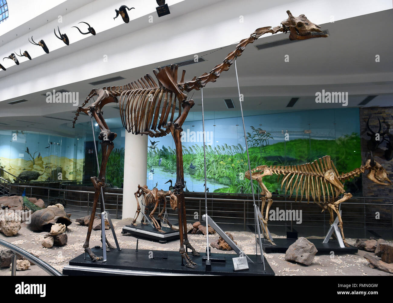 Zoo specimen hires stock photography and images Alamy