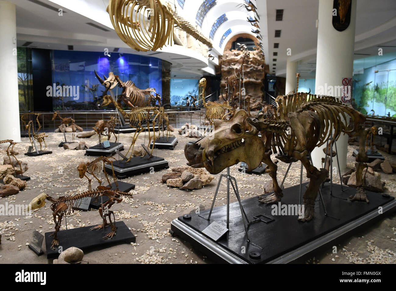 Zoological specimens hires stock photography and images Alamy