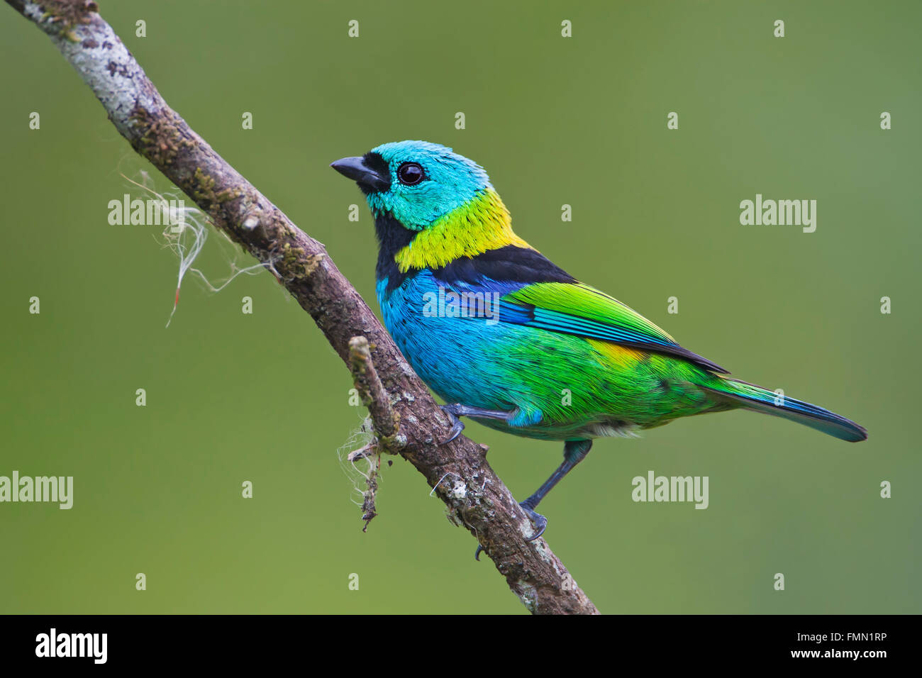 Green headed tanager hi-res stock photography and images - Alamy