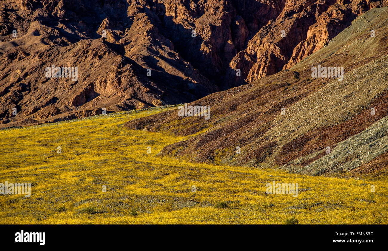 Death Valley National Park, California, USA. 9th Mar, 2016. Death Valley National Park, the hottest place on earth, is experiencing a 'super bloom' of wildflowers this year. El Ni''“o effects from the Pacific Ocean have brought needed moisture to drought stricken California. More than three inches of rain fell on parts of Death Valley during a storm in October, 2015, resulting in flooding and a the disturbance soil and seeds long dormant. © Bruce Chambers/ZUMA Wire/Alamy Live News Stock Photo