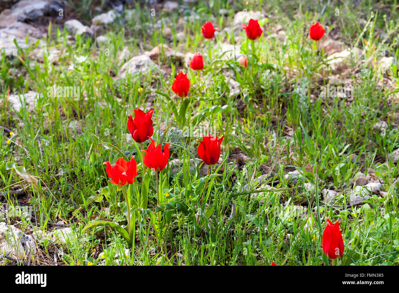 Wild tulips hi-res stock photography and images - Alamy