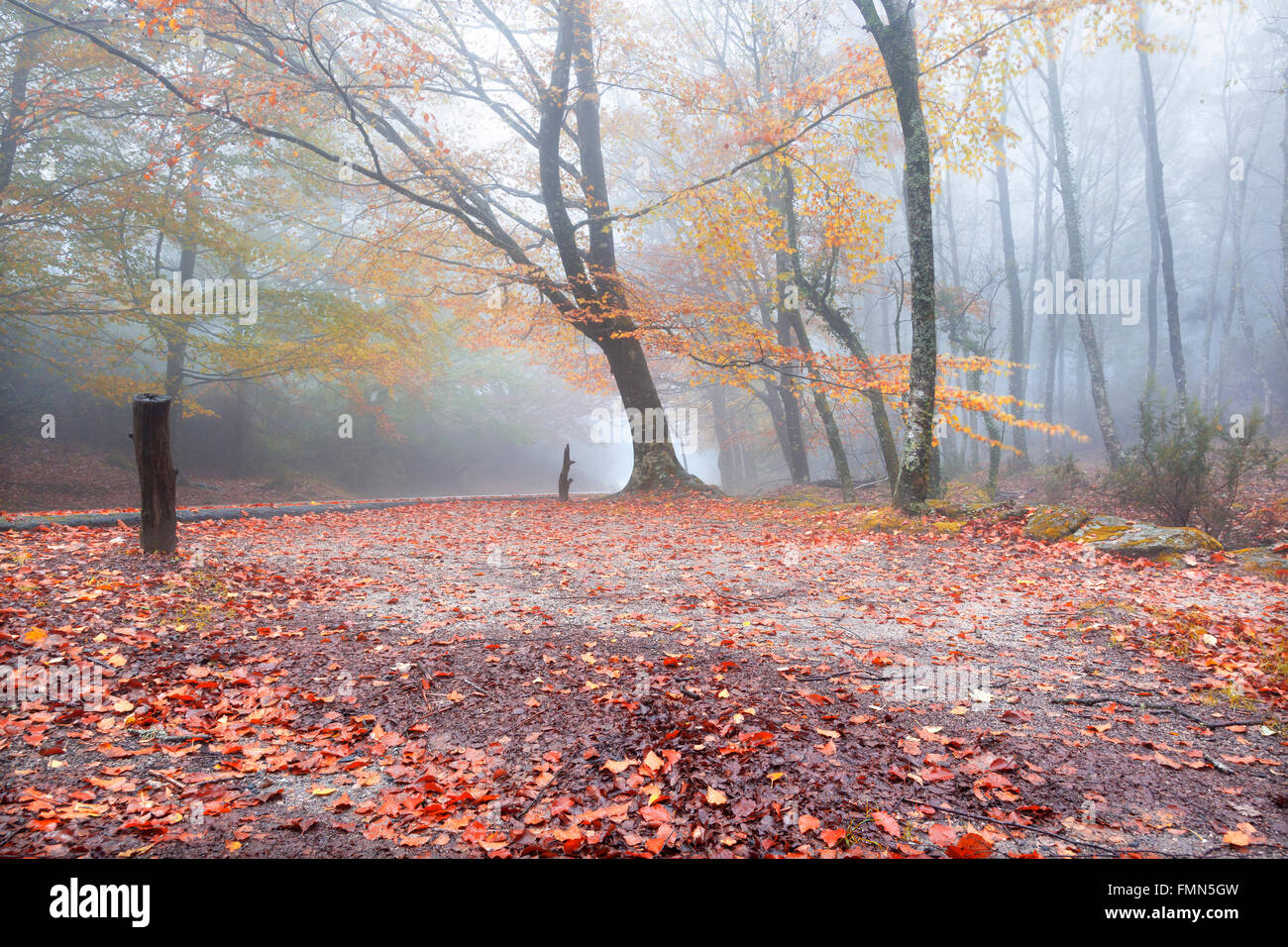 Autumn landscape with road and beautiful colored trees Stock Photo - Alamy