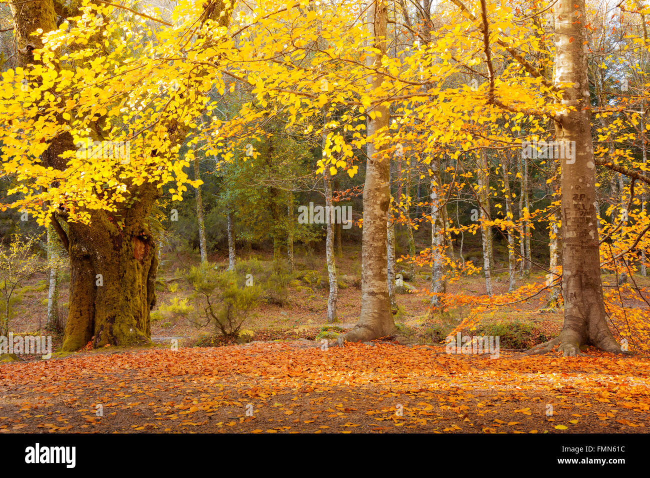Beautiful Autumn landscape with trees and foliage Stock Photo - Alamy