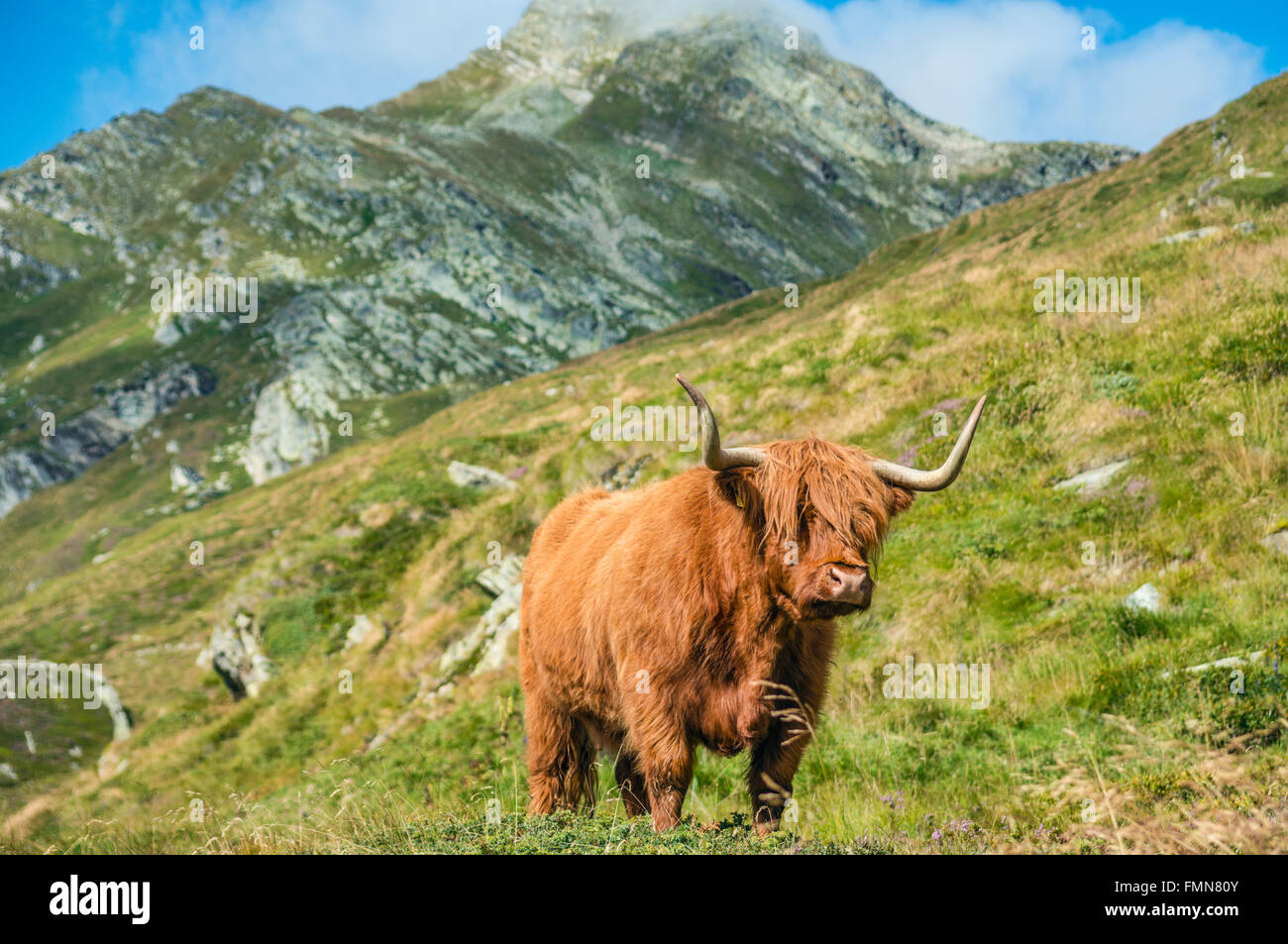 Scottish Highland Cow on a meadow, Grisons, Switzerland Stock Photo