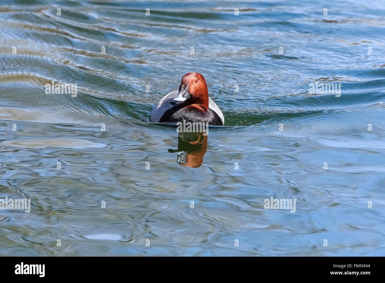 Ferruginous duck / ferruginous pochard (Aythya nyroca), single male on blue water Stock Photo