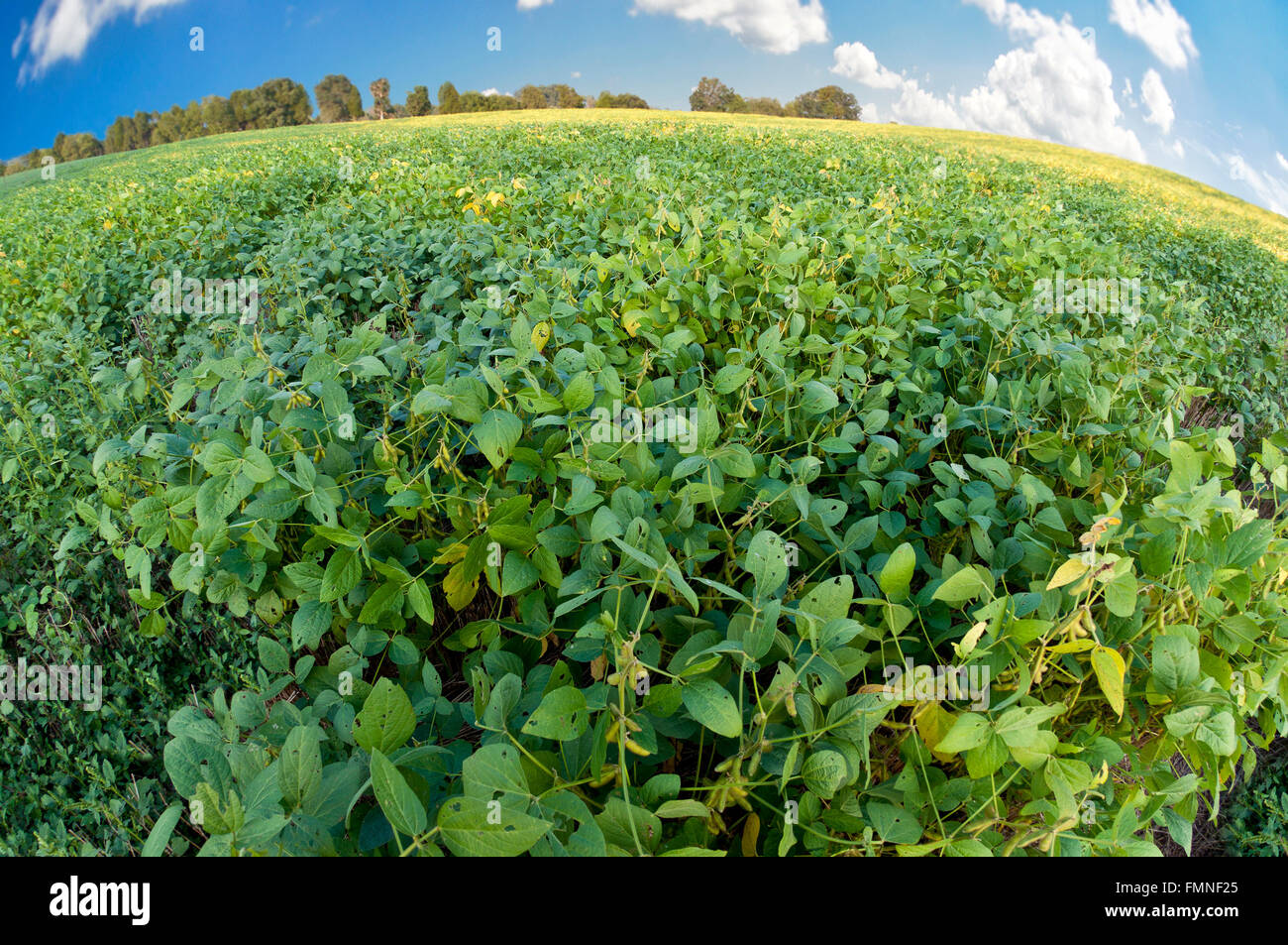 Soybeans Ready to be Harvested Stock Photo Alamy