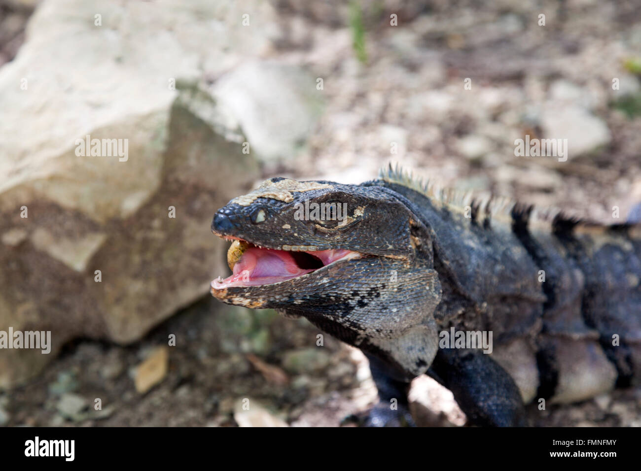 Gray iguana eating a egg Stock Photo Alamy