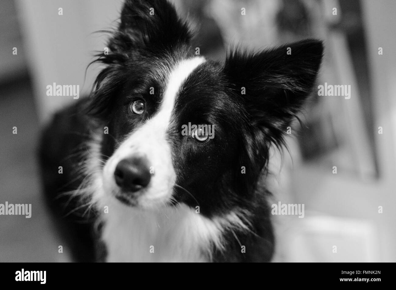 Cute Border Collie in black and white Stock Photo