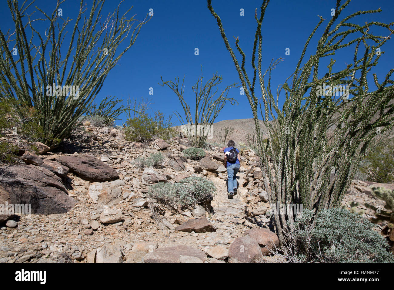 Woman walking in desert environment, Anza-Borrrego Desert State Park, California, USA Stock Photo