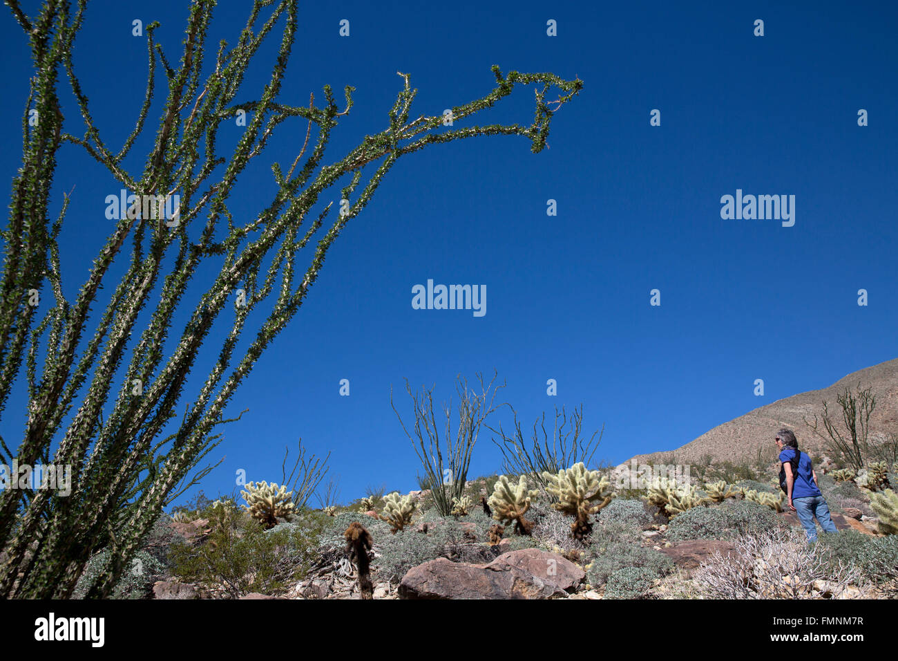 Woman walking in desert environment, Anza-Borrrego Desert State Park, California, USA Stock Photo