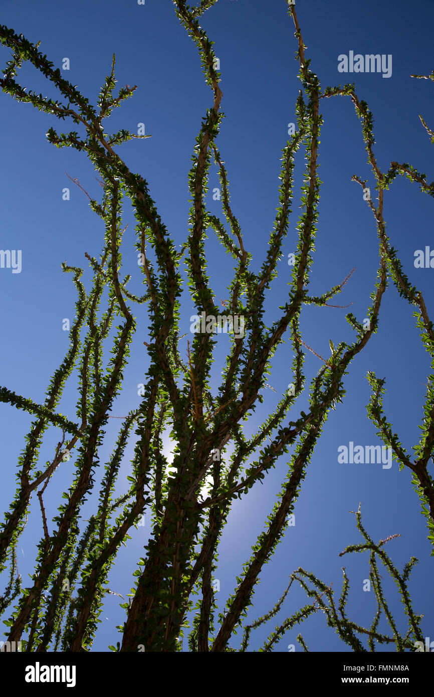 ocotillo cactus, Anza-Borrrego Desert State Park, California, USA Stock Photo