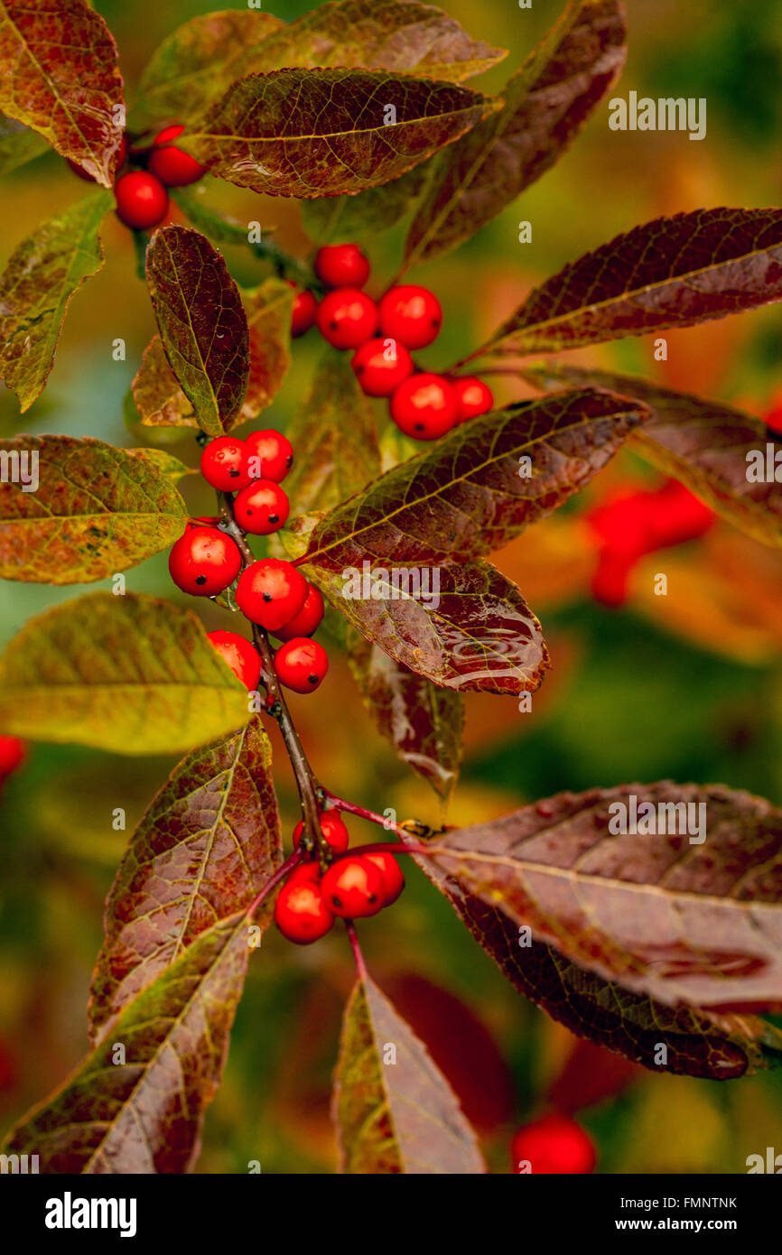 Red autumn berries of Winterberry - Ilex Verticillata Stock Photo