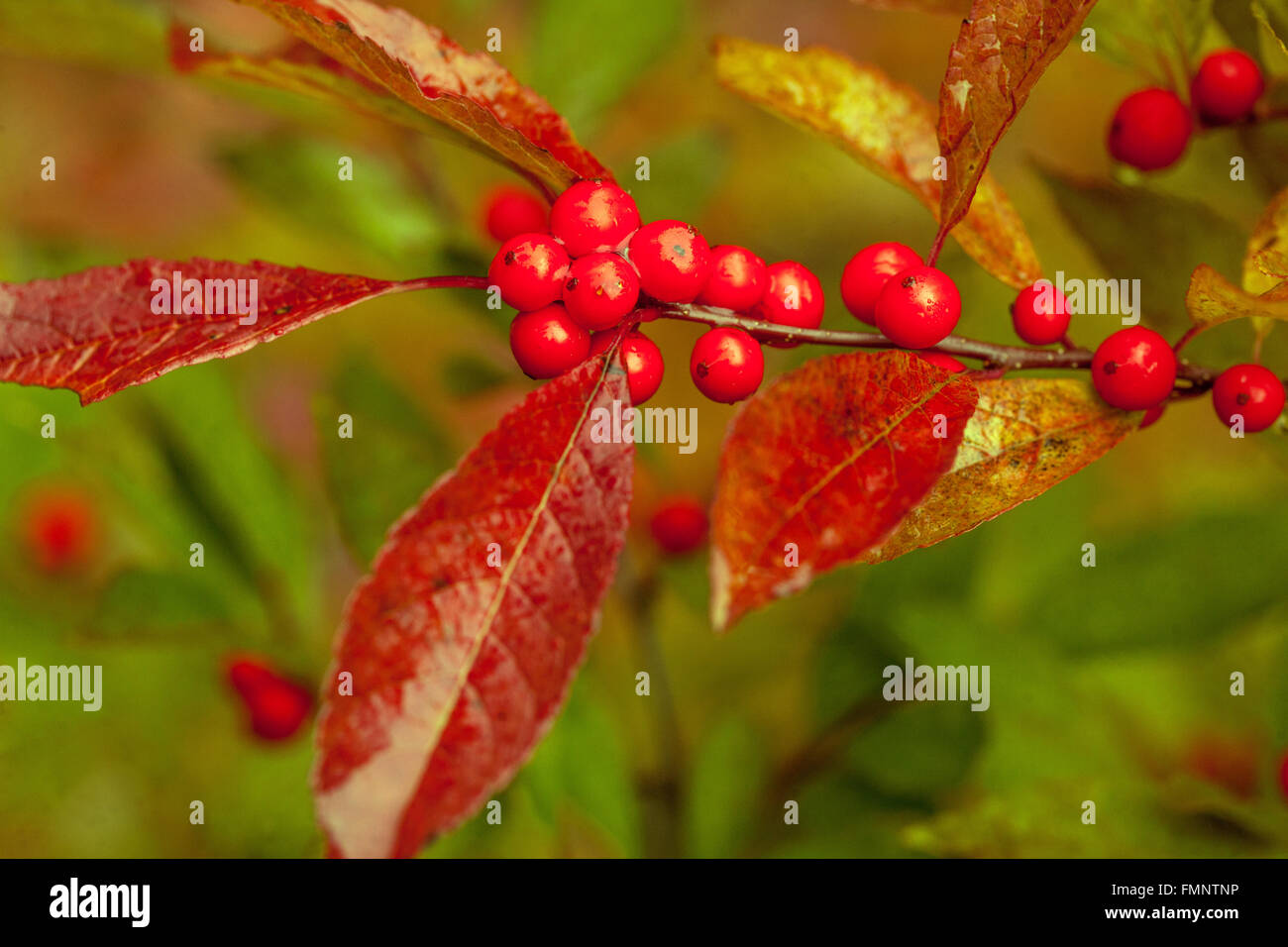 Red autumn berries of Winterberry - Ilex Verticillata Stock Photo