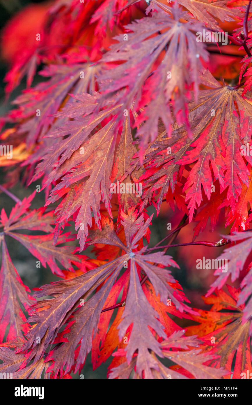 Acer japonicum aconitifolium hires stock photography and images Alamy