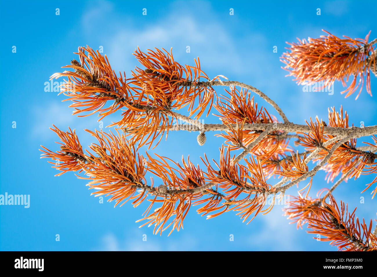 Needles on a dying pine tree in the winter Stock Photo