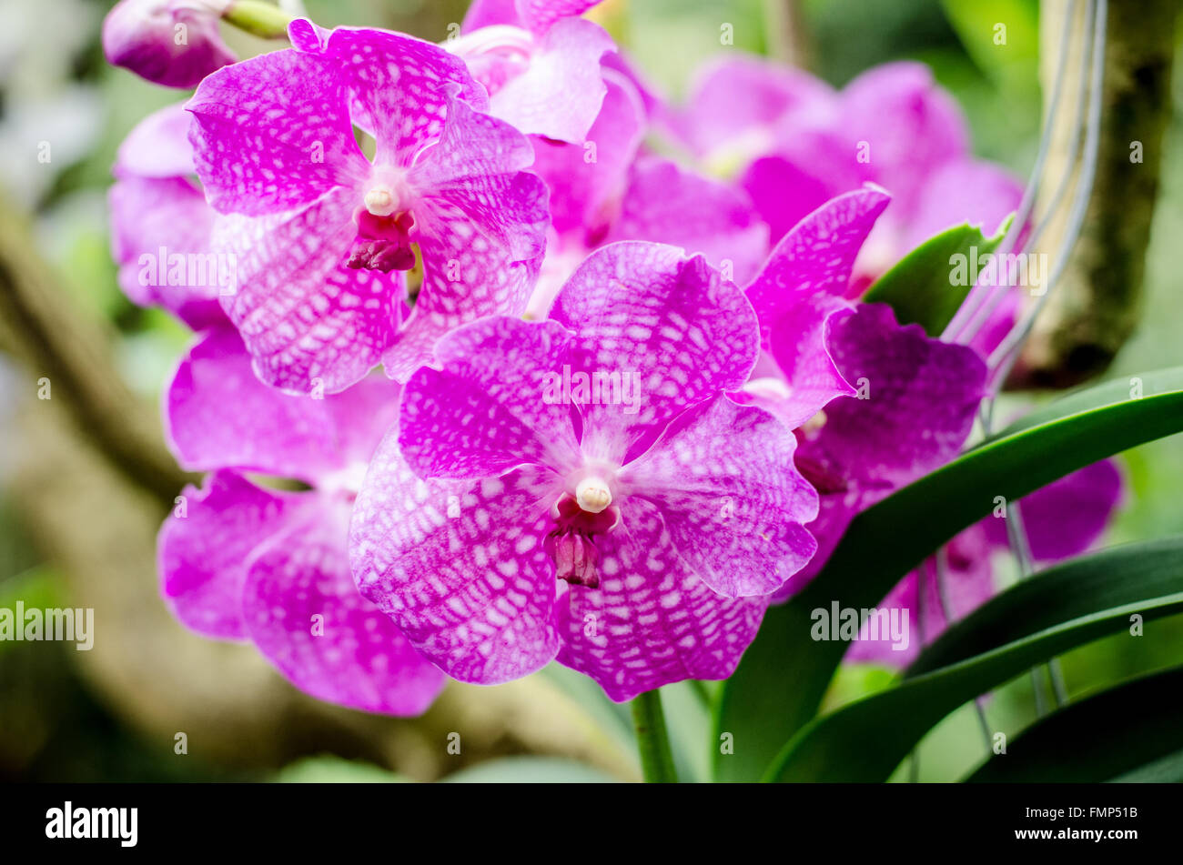 Lamiaceae, Tetradenia riparia, pink flower detail Stock Photo