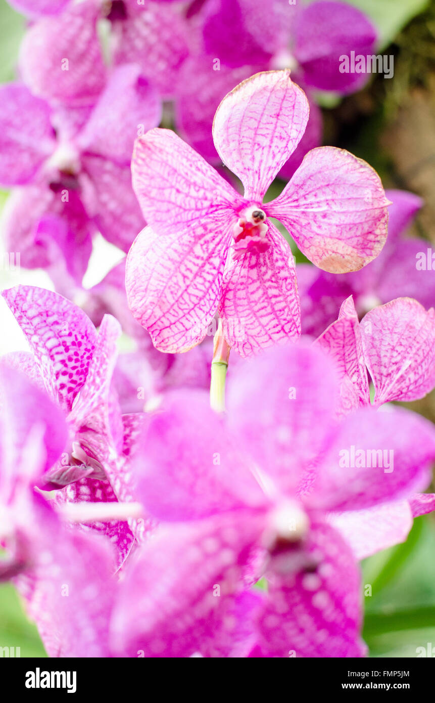 Lamiaceae, Tetradenia riparia, pink flower detail Stock Photo
