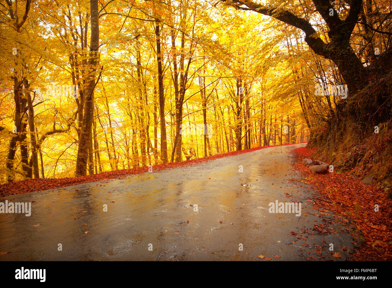 Autumn landscape with road and beautiful colored trees Stock Photo - Alamy