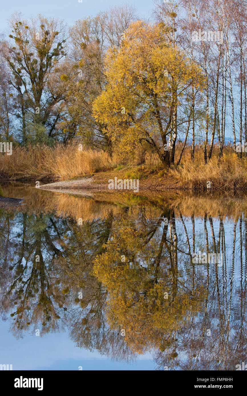 Autumnal riverside wetlands, Lustenau, Vorarlberg, Austria Stock Photo