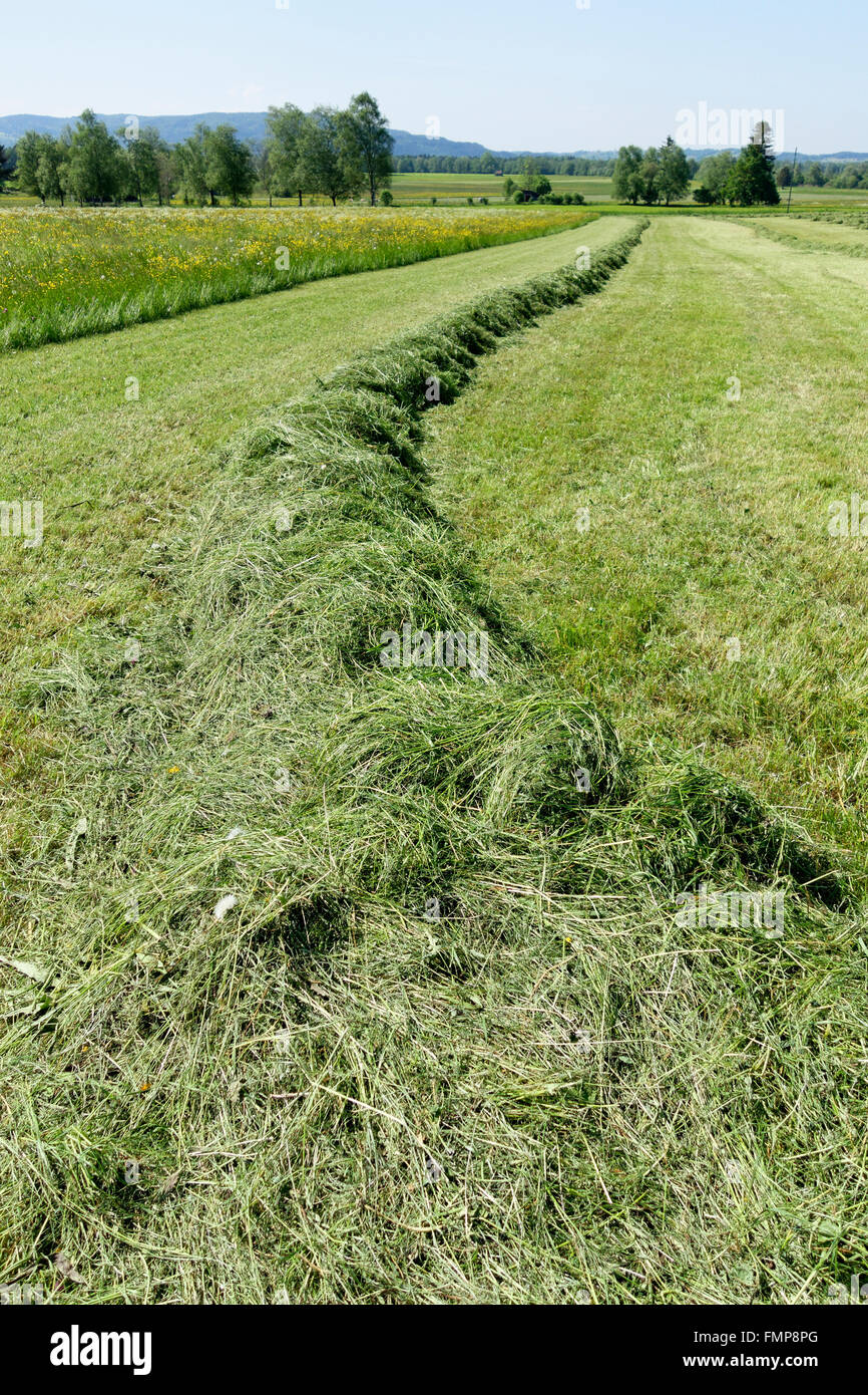Freshly mowed online lawn