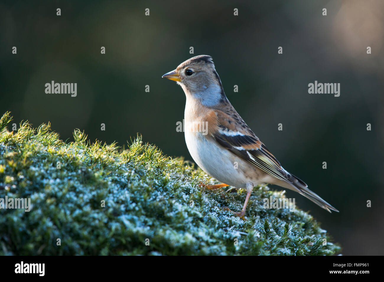 Brambling (Fringilla montifringilla), Lower Saxony, Germany Stock Photo ...