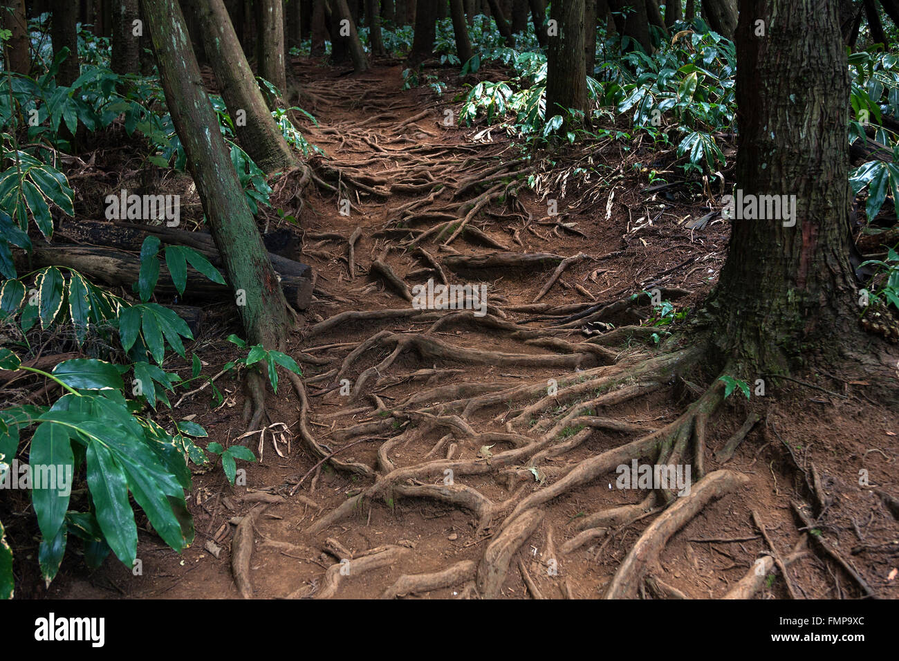 Trail over roots in the Foret des Makes forest, La Reunion Stock Photo