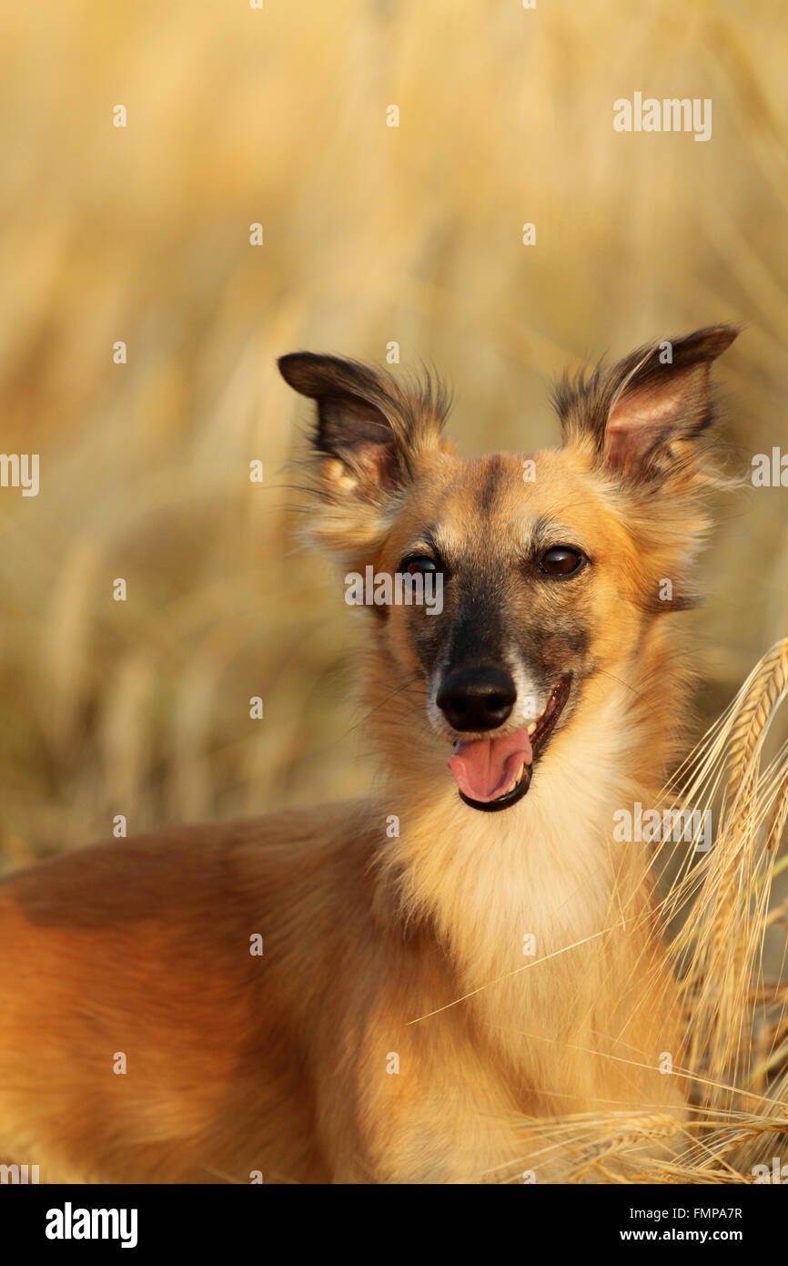 Longhaired Whippet, Silken Windsprite Sighthound in a wheat field, portrait Stock Photo