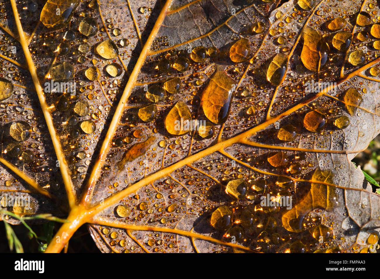Dewdrops on autumnal maple leaf (Acer platanoides), Bavaria, Germany Stock Photo