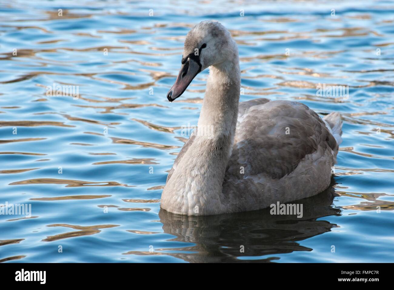 Mute Swan (Cygnus olor), fledgling on water, Hesse, Germany Stock Photo