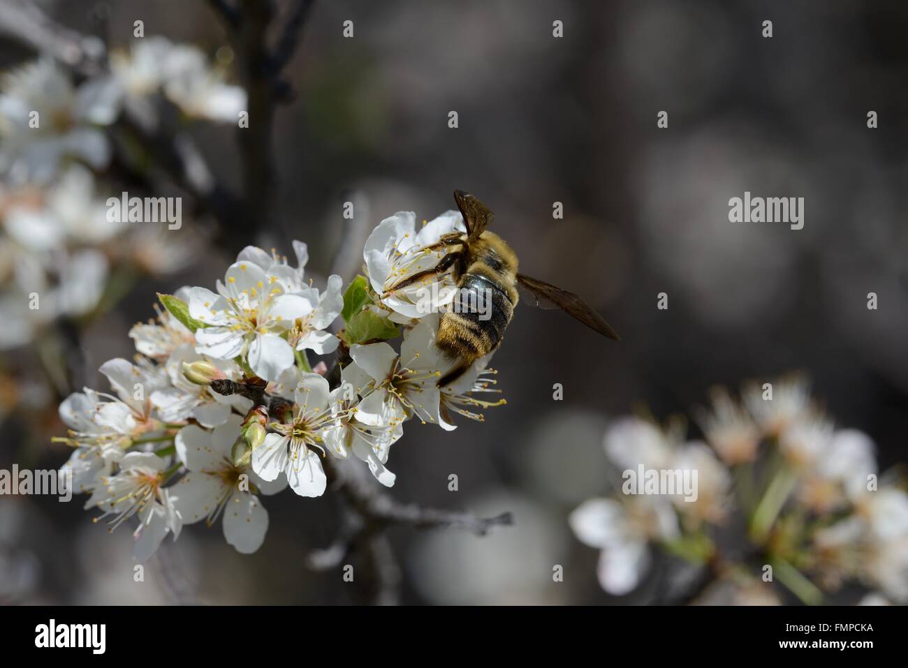 Chickasaw plum in bloom with Bumblebee Stock Photo