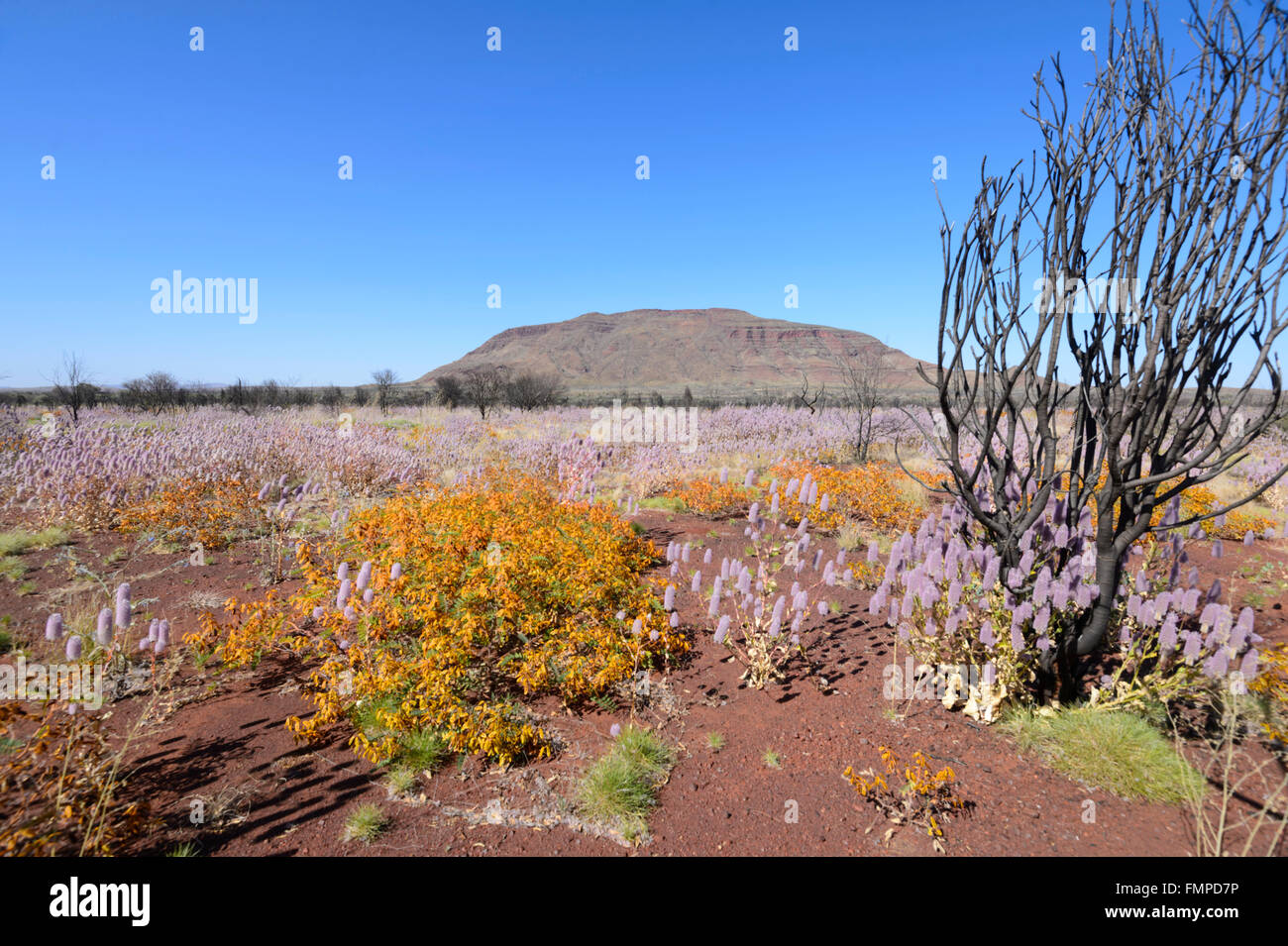 Desert Bloom in the Pilbara, Western Australia, WA, Australia Stock Photo