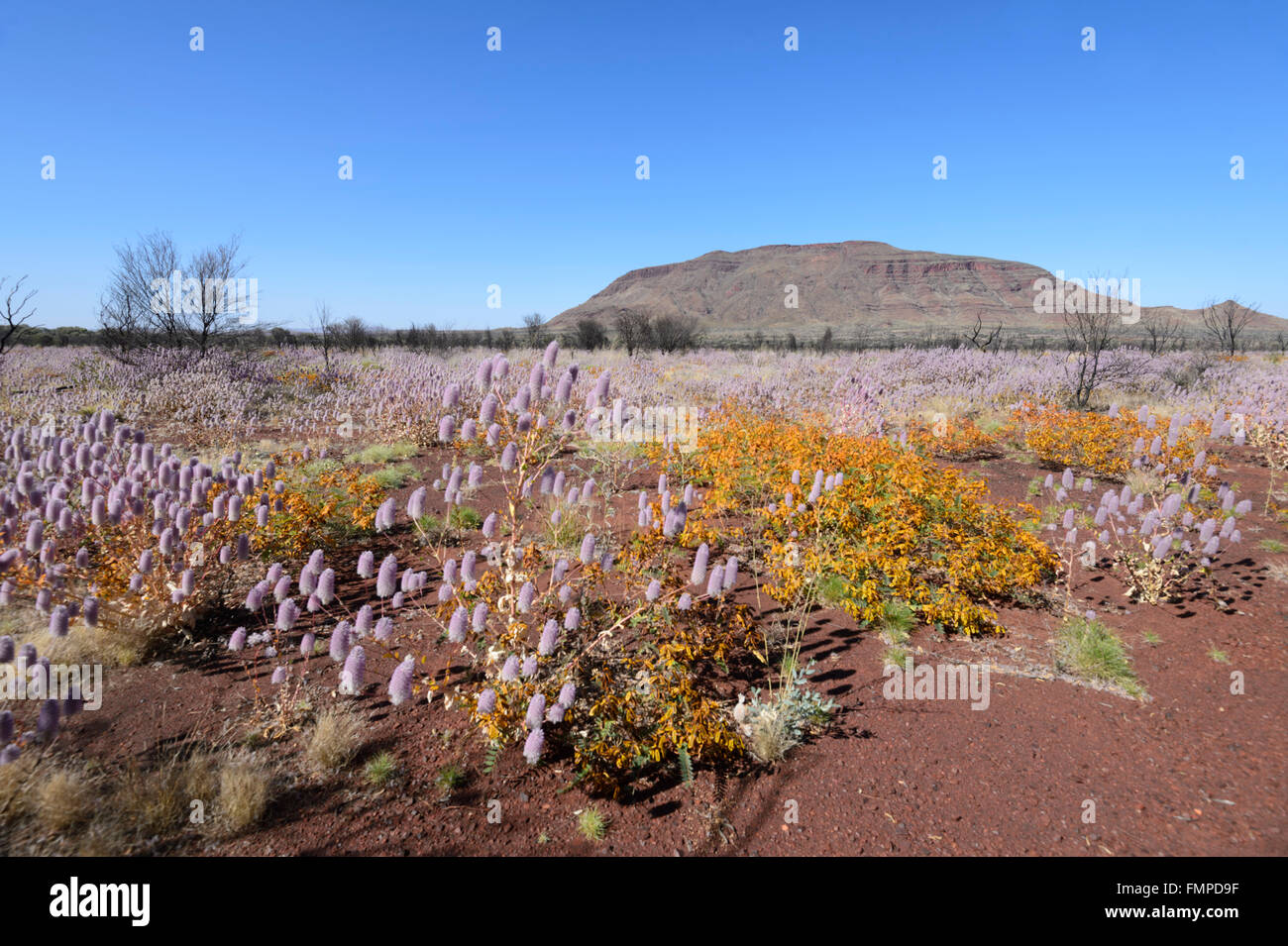 Desert Bloom in the Pilbara, Western Australia, WA, Australia Stock Photo