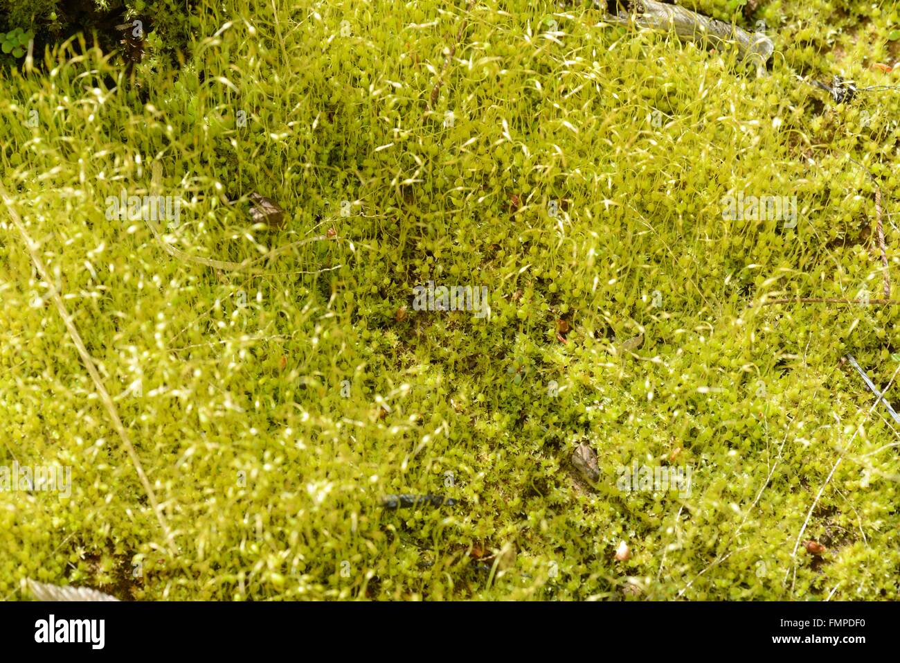 Moss forest hi-res stock photography and images - Alamy