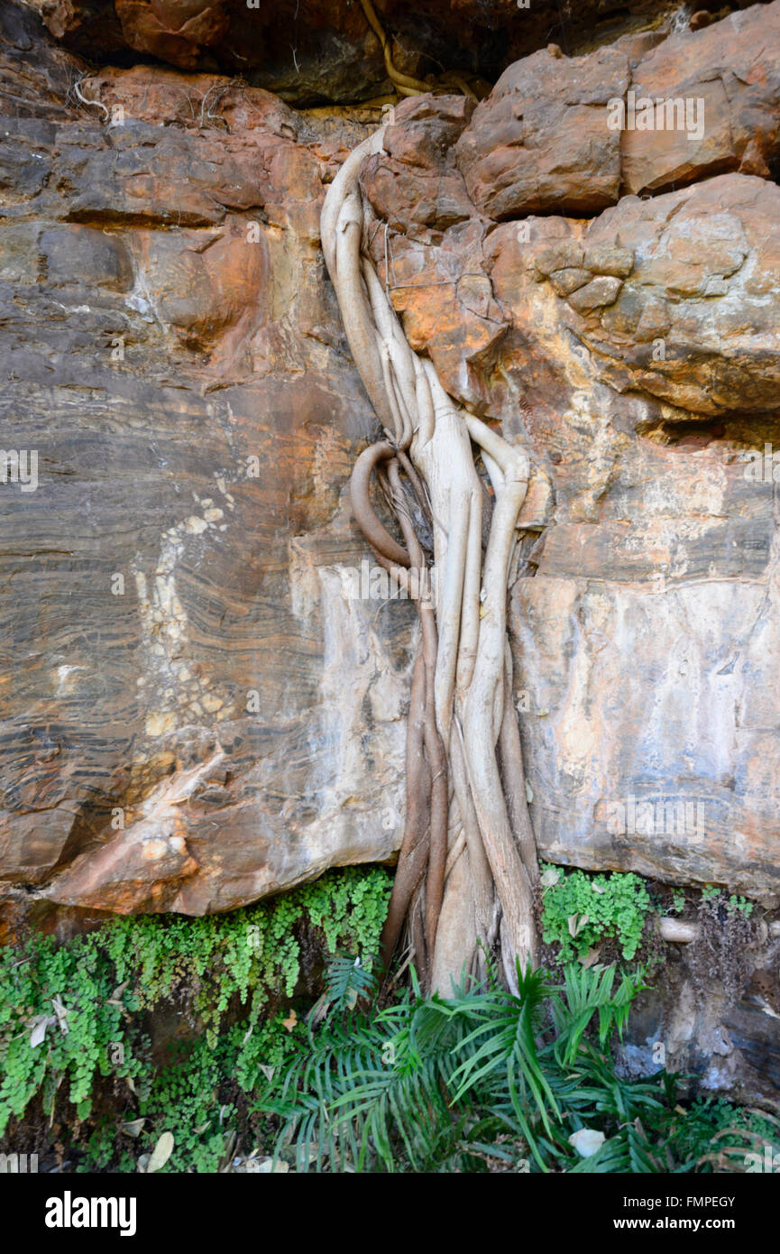 Tree roots growing through rock hi-res stock photography and images - Alamy