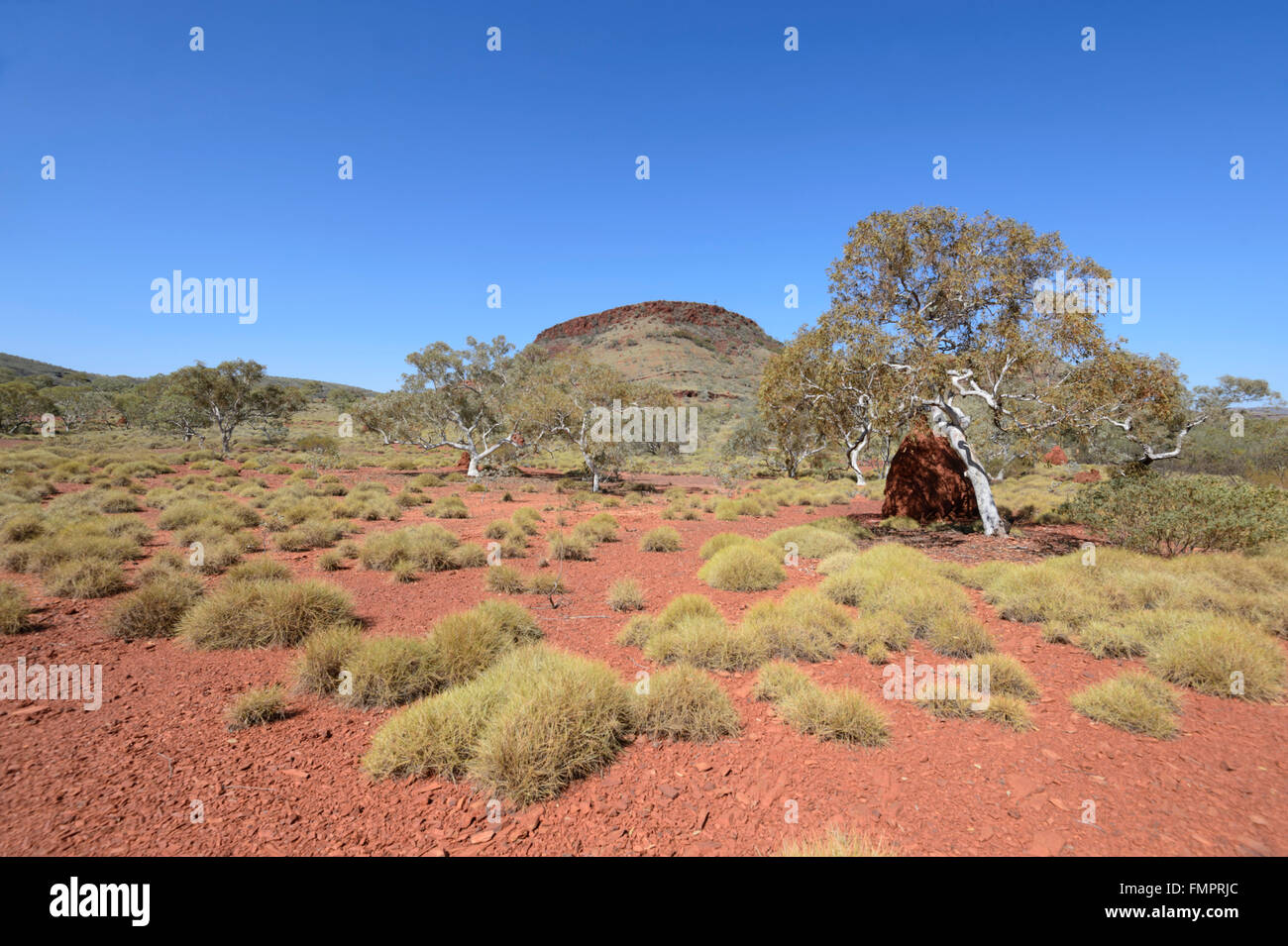 Spinifex, Karijini National Park, Pilbara, Western Australia, WA, Australia Stock Photo