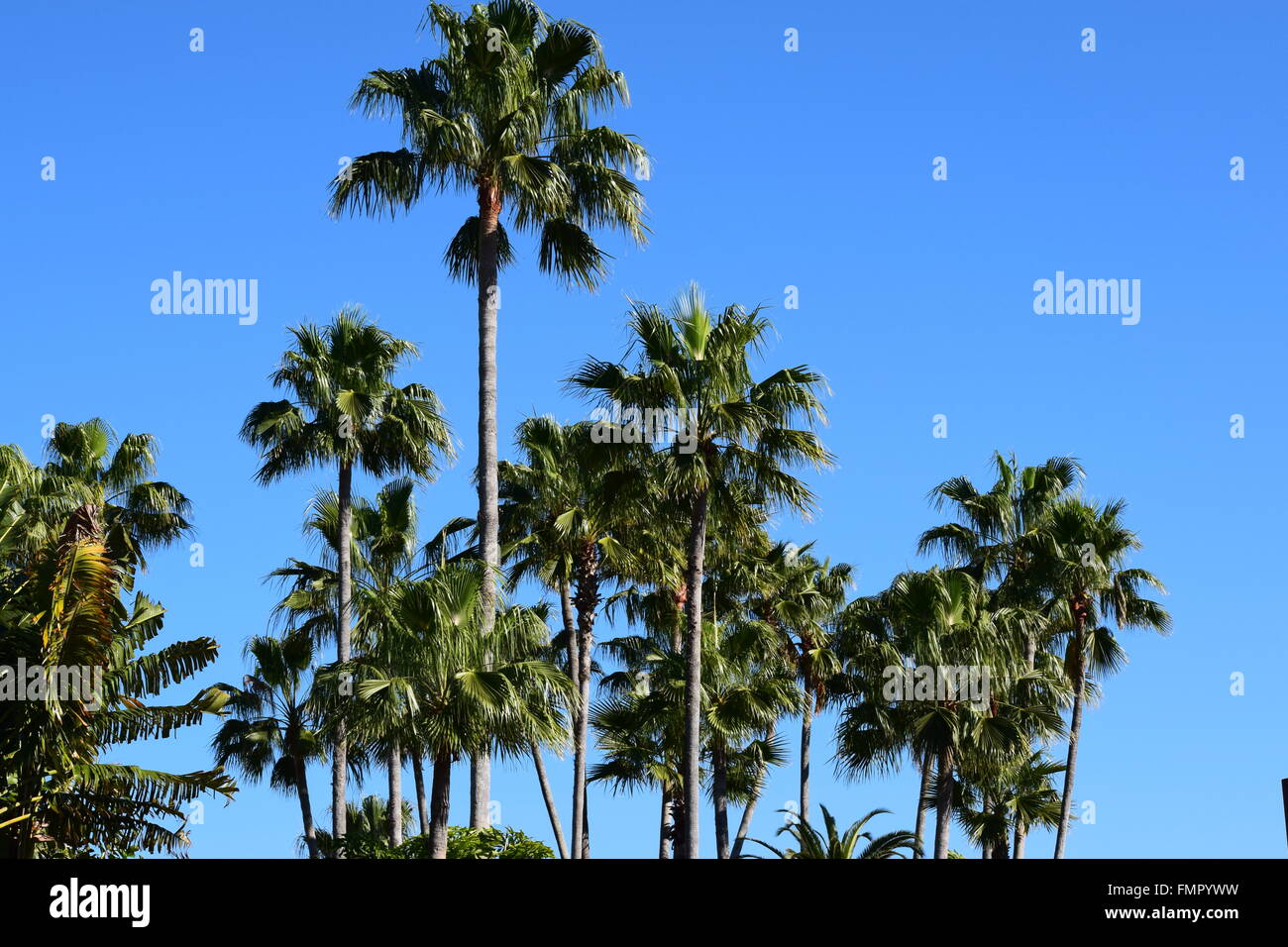 Palm Trees Stock Photo