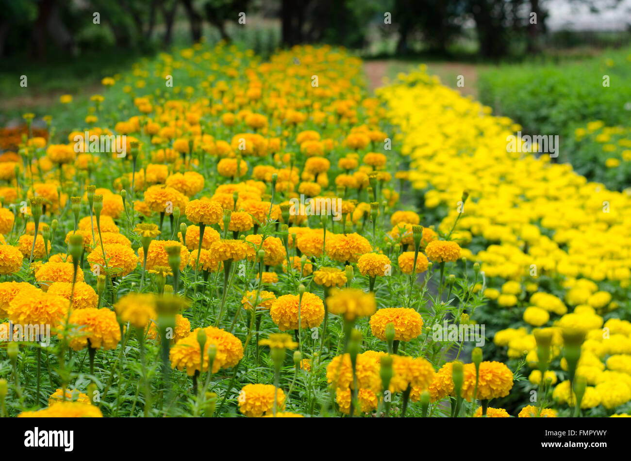 Yellow marigolds blooming in the garden Stock Photo
