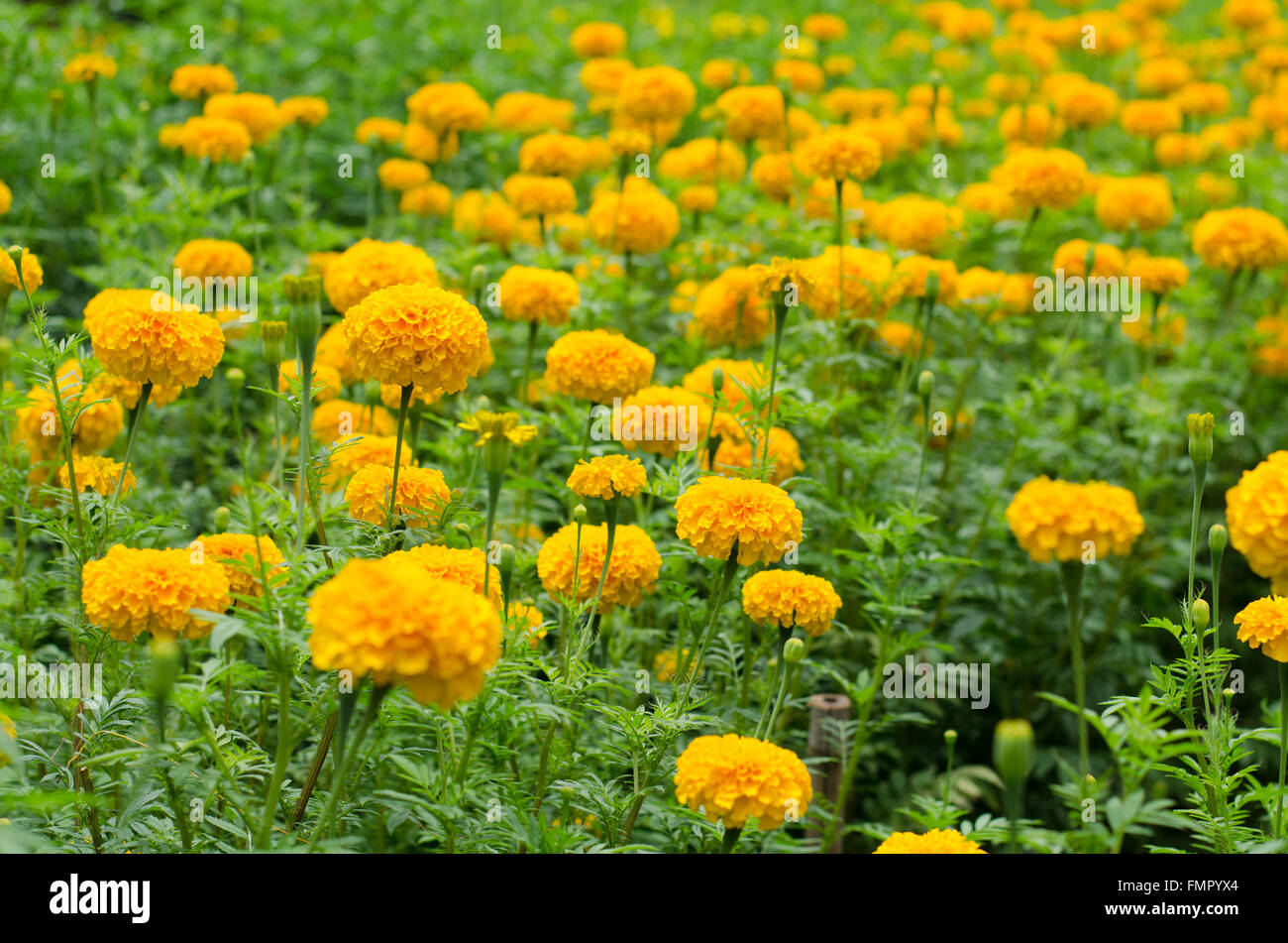 Yellow marigolds blooming in the garden Stock Photo